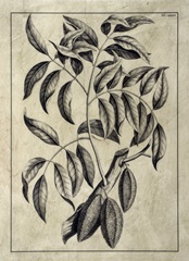 Embellished Antique Foliage III