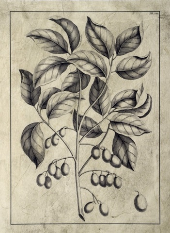 Embellished Antique Foliage V