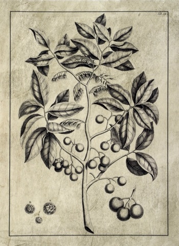 Embellished Antique Foliage VI