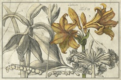 Embellished Arena Botanical II