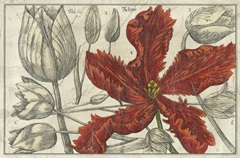 Embellished Arena Botanical III