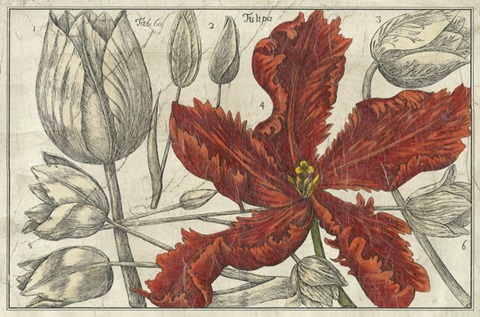 Embellished Arena Botanical III