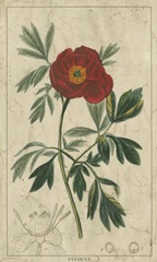 Embellished Crimson Bloom I