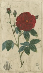 Embellished Crimson Bloom III