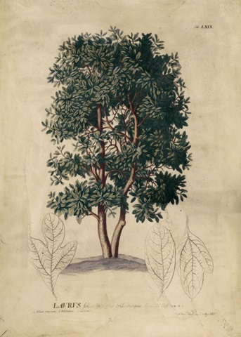 Embellished Laurel Tree