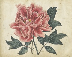 Embellished Peony Garden I