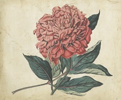 Embellished Peony Garden II