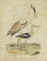 Embellished Spoonbill and Sandpipers