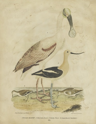 Embellished Spoonbill and Sandpipers