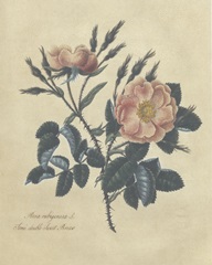 Embellished Sweet Briar Rose