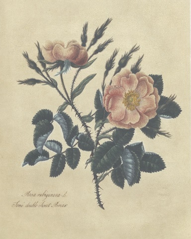 Embellished Sweet Briar Rose