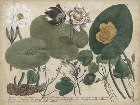 European White Waterlily