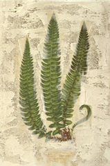 Fern Fresco I