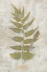 Fern Fresco III