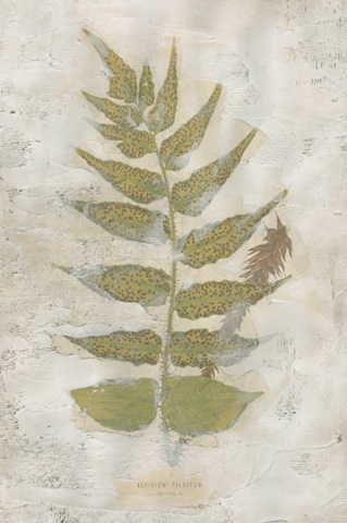 Fern Fresco III