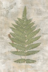 Fern Fresco IV