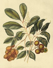 Foliage, Flowers and Fruit I