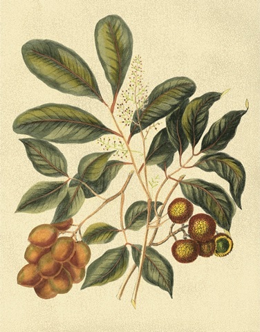Foliage, Flowers and Fruit I