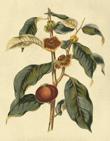 Foliage, Flowers and Fruit II