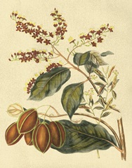 Foliage, Flowers and Fruit III