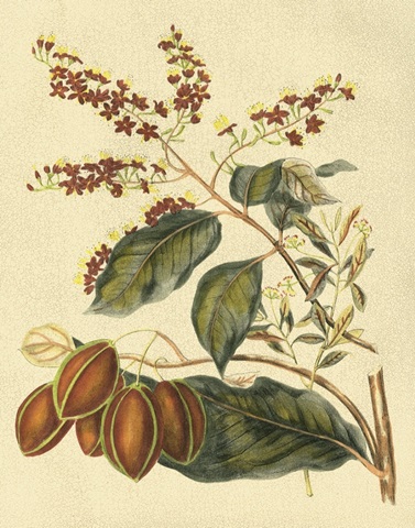 Foliage, Flowers and Fruit III