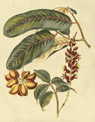 Foliage, Flowers and Fruit IV