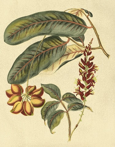 Foliage, Flowers and Fruit IV