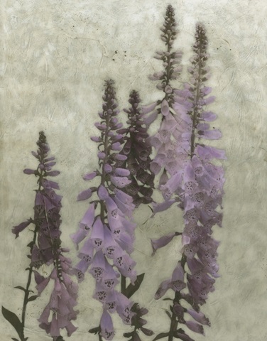 Foxgloves I