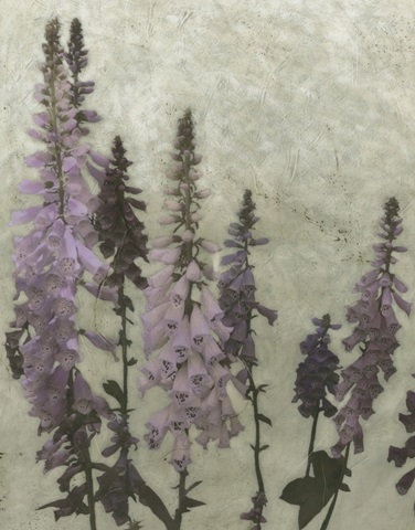 Foxgloves II