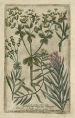 Garden Varietals III