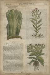 Gardener's Journal II