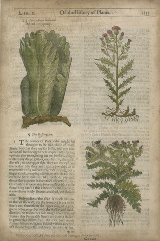 Gardener's Journal II