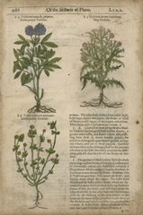 Gardener's Journal III