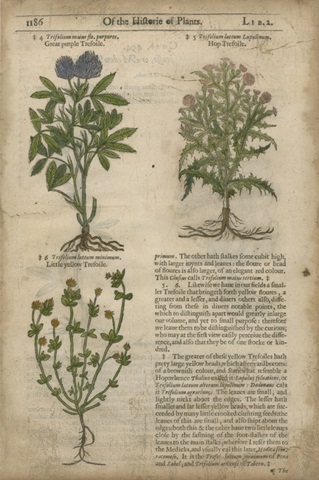 Gardener's Journal III