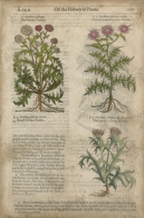 Gardener's Journal IV