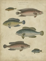 Ichthyology I