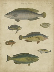 Ichthyology II