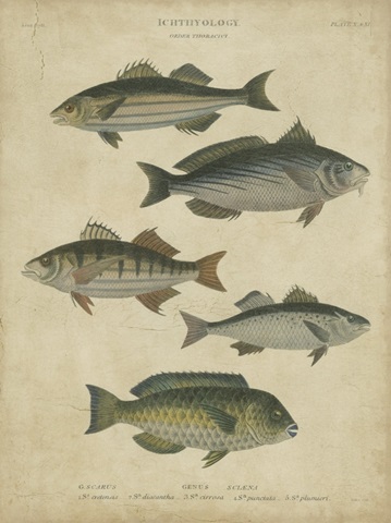 Ichthyology III