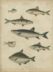 Ichthyology IV