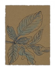 Little Plants of Big Sur XIII