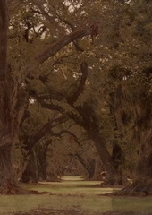 Low Country Trees I