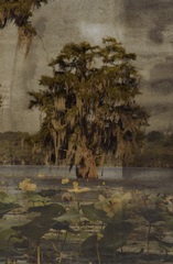 Low Country Trees III