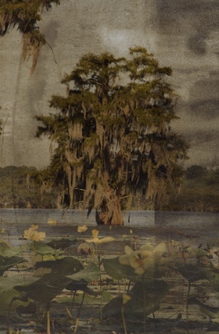 Low Country Trees III