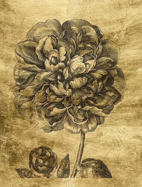 Lustr Peony II