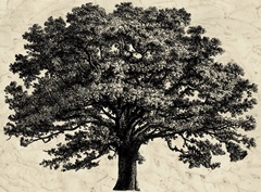 O/size BandW Embellish Elephant Tree