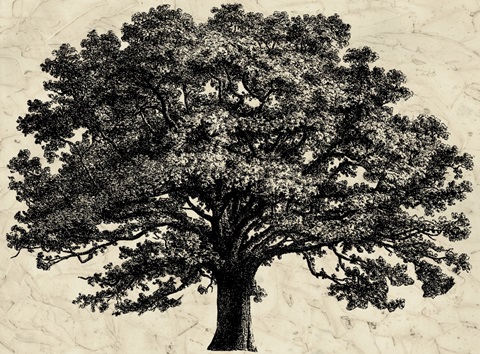 O/size BandW Embellish Elephant Tree