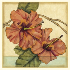 Peacock Hibiscus I