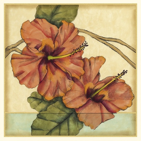 Peacock Hibiscus I