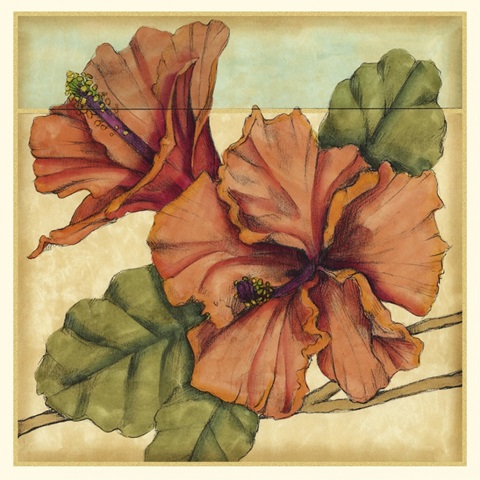 Peacock Hibiscus II