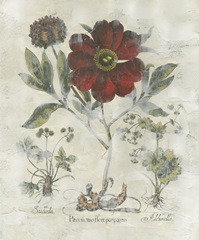 Peony Fresco I